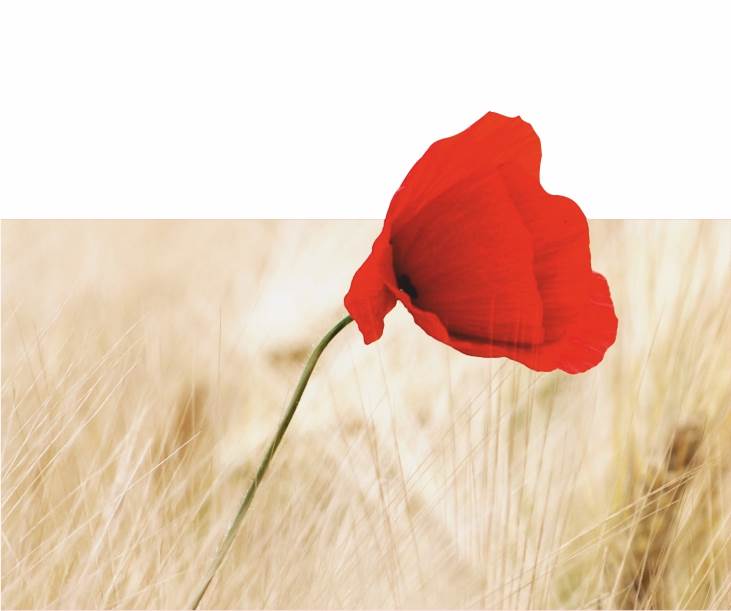 Aişe Annemizin Büyük Pişmanlığı