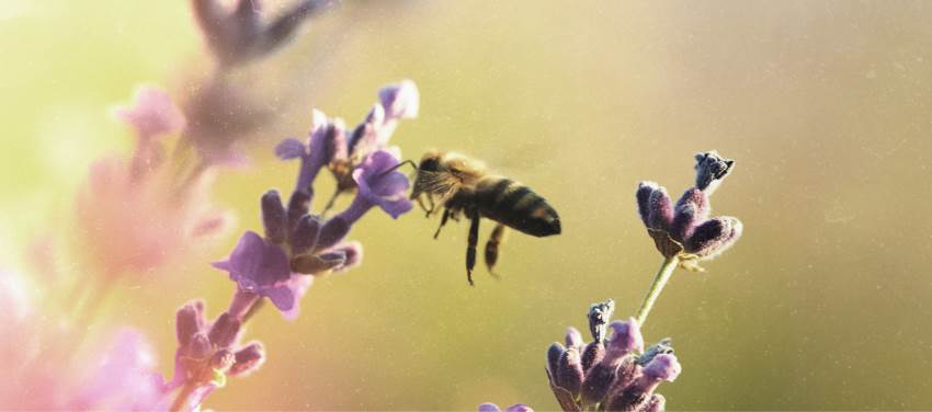 Allah Amaçsız Hiçbir Şey Yaratmadı