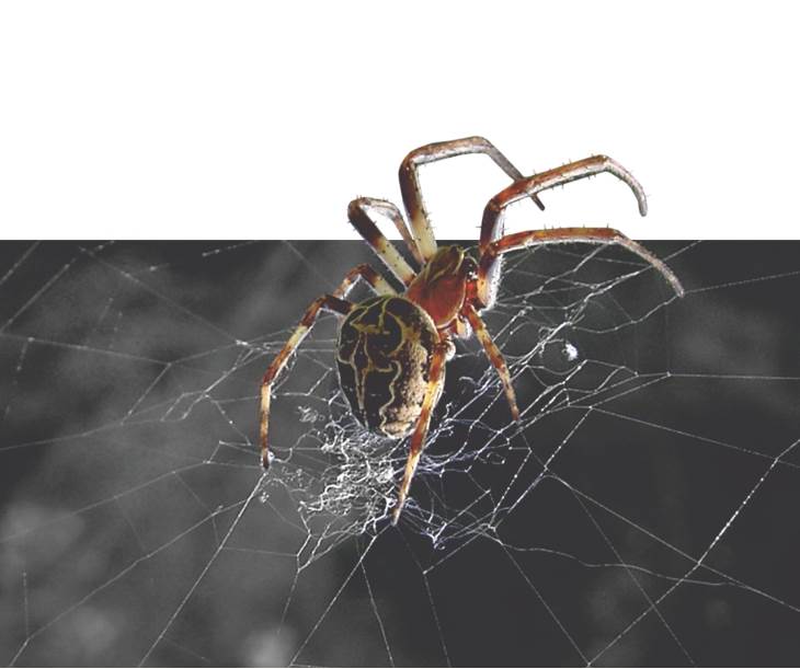 En Zayıf Korunak: “Örümcek Yuvası”