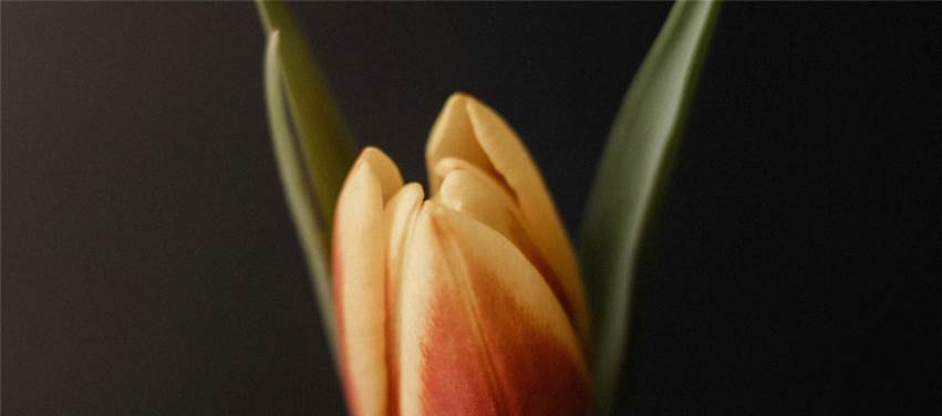 İlim Ve İffet: Kalbi Temizleyen İki Nur