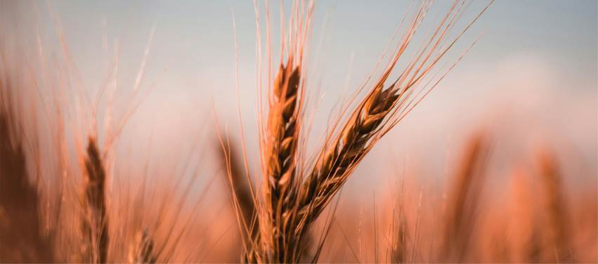 Kur'an Perspektifinden Buğday
