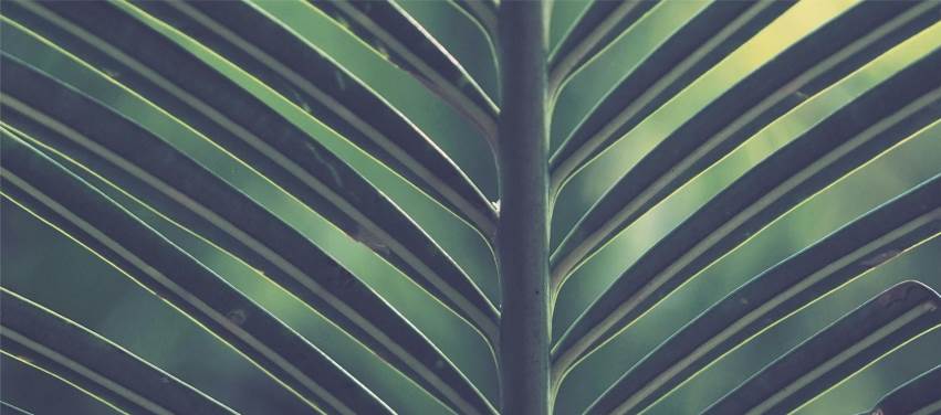 Müslümana Benzeyen Ağaç