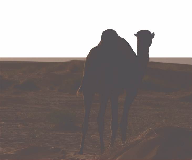 Müslüman’ın Tevekkül Anlayışı