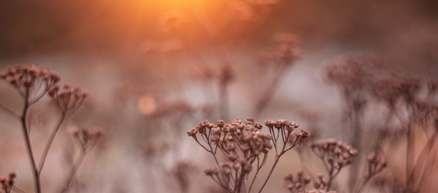 Rızkı Genişleten Etkenler