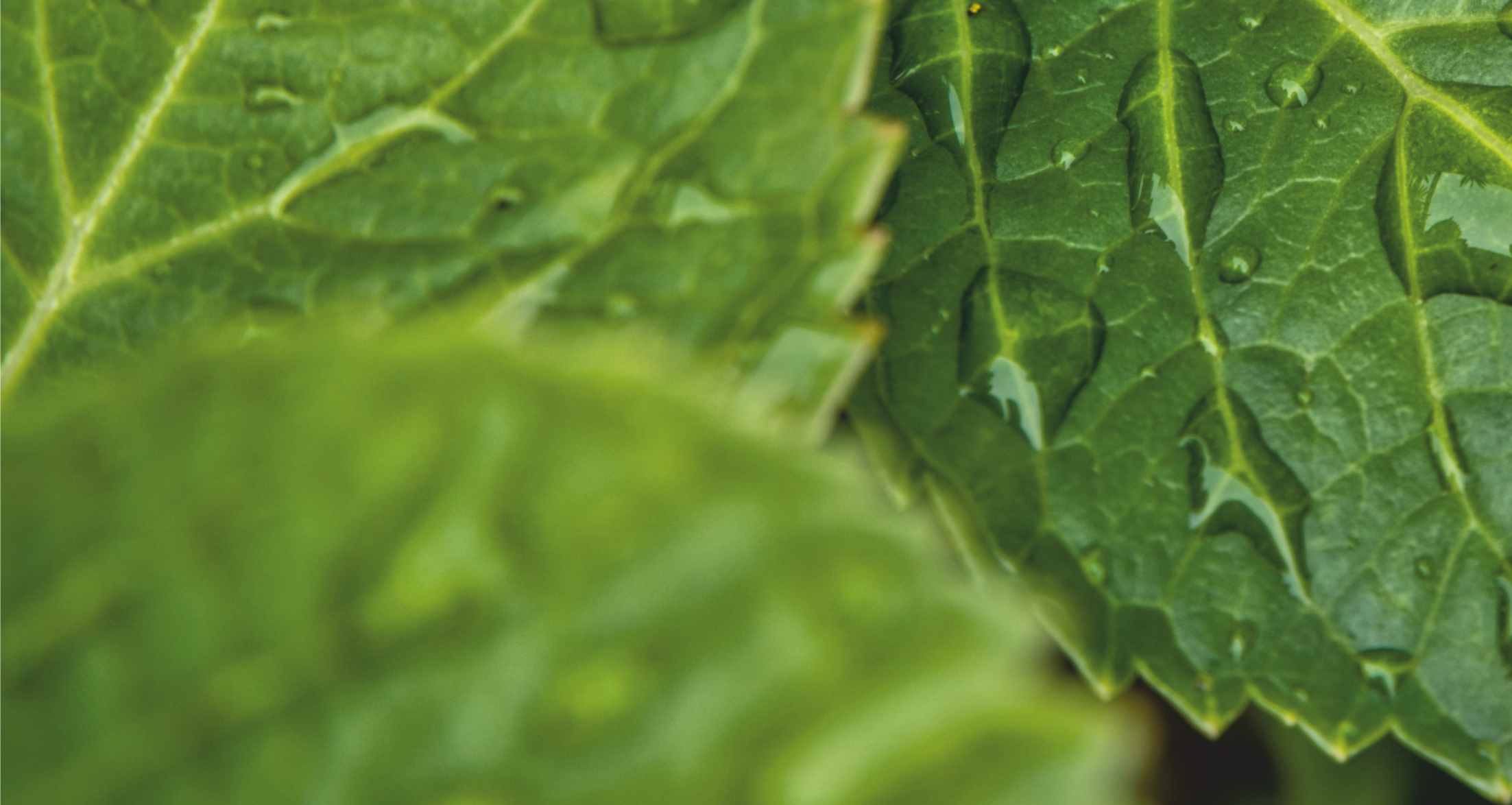 Allah’ın (cc) Kullarına Büyük Lütfu