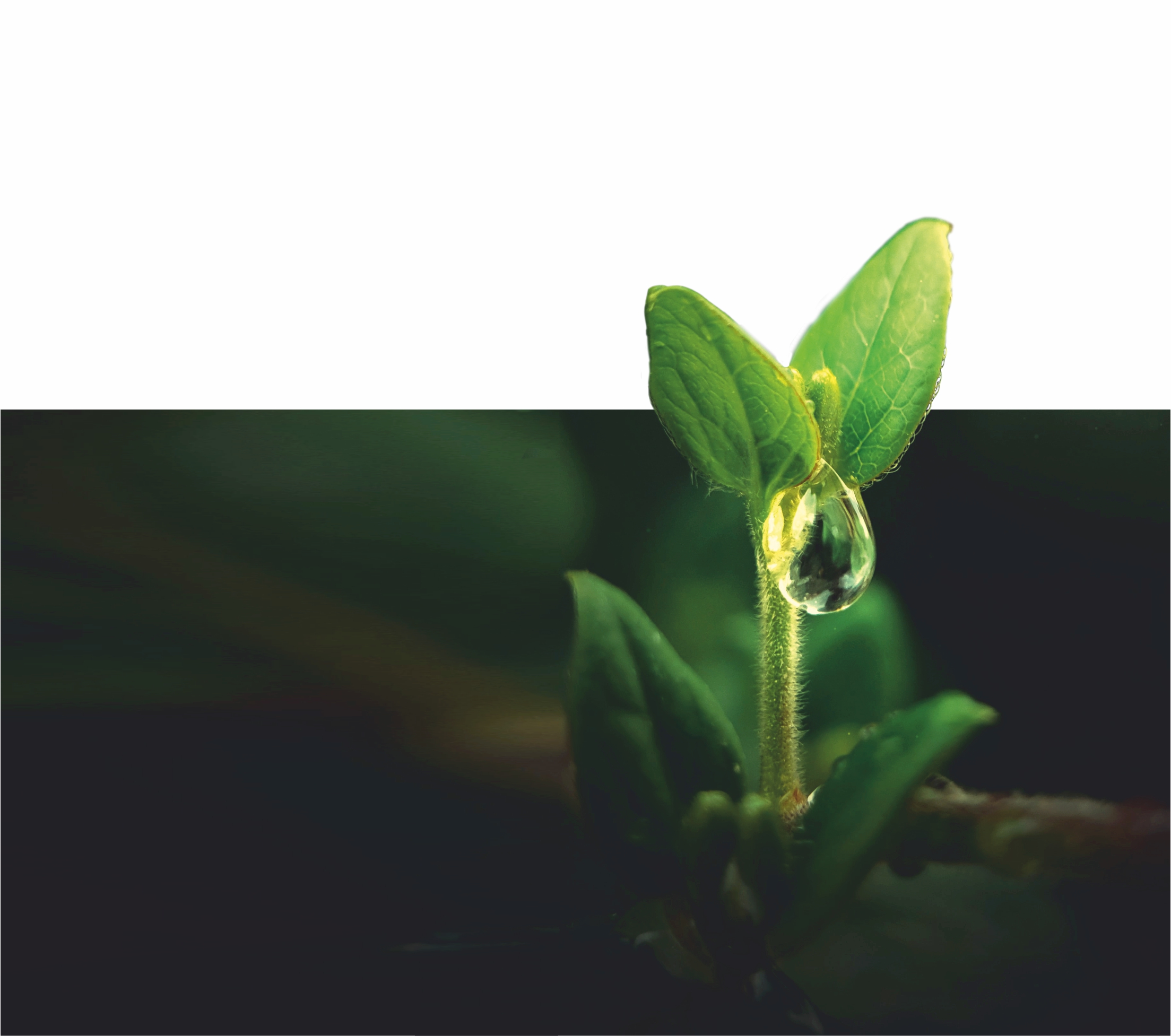 Cennetin Süslendiği Ay Ramazan